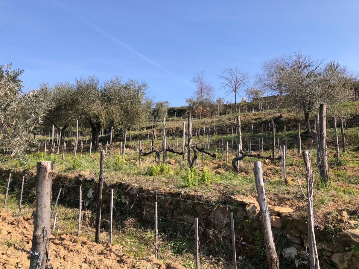 Podere Soccorso Casa Vigneto Montalcino Ngoại thất bức ảnh
