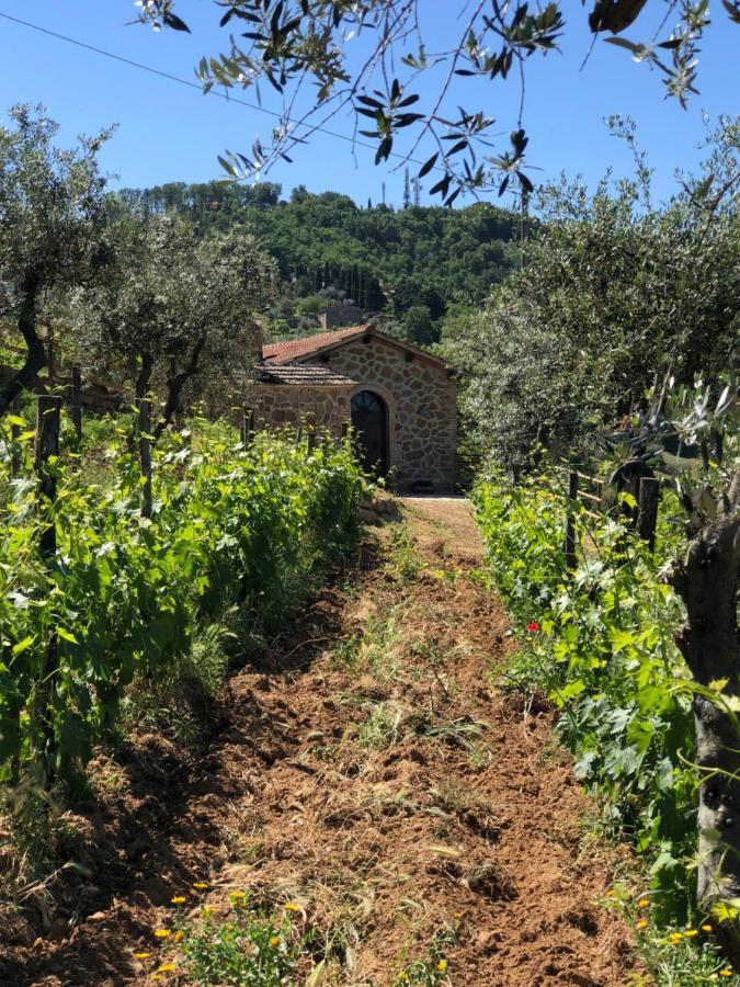 Podere Soccorso Casa Vigneto Montalcino Ngoại thất bức ảnh